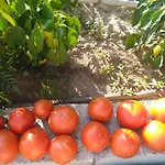 Martha's * Nea Iraklitsa