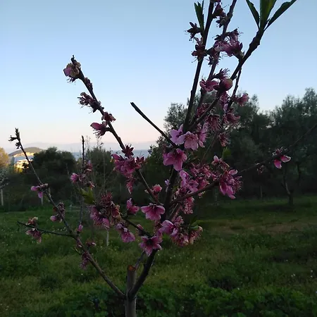 Martha's Nea Iraklitsa