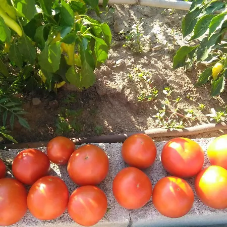 Martha's * Nea Iraklitsa