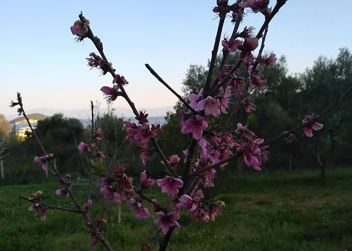 Martha's Nea Iraklitsa